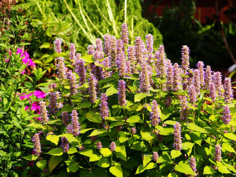 Agastache Golden Jubilee Stock Photos - Free & Royalty-Free Stock ...