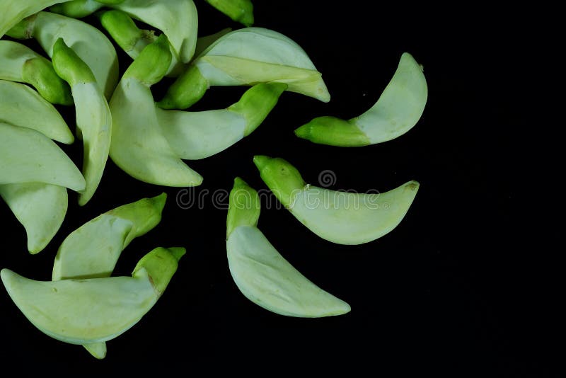 Agati Sesbania Grandiflora, Agasta-Blume, Sesban, Gemüsekolibri, lokale weiße Krautblume der Thailand-Traditionsnahrung lizenzfreies stockfoto Agati Sesbania Grandiflora, Agasta-Blume, Sesban, Gemüsekolibri, lokale weiße Krautblume der Thailand-Traditionsnahrung lizenzfreies stockfoto