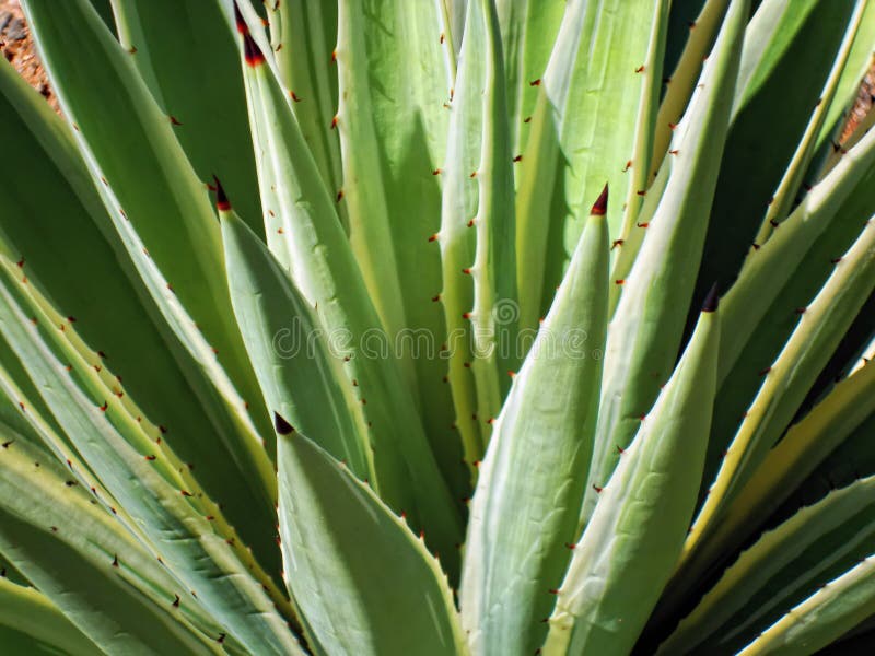 Agave