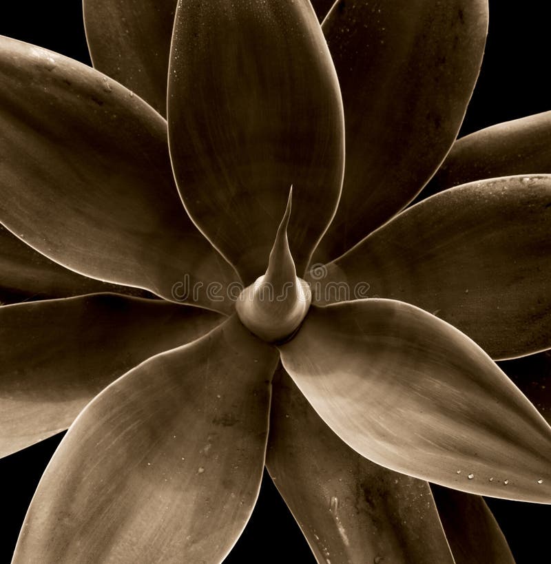 Agave plant with solid green leaves and points over a black background