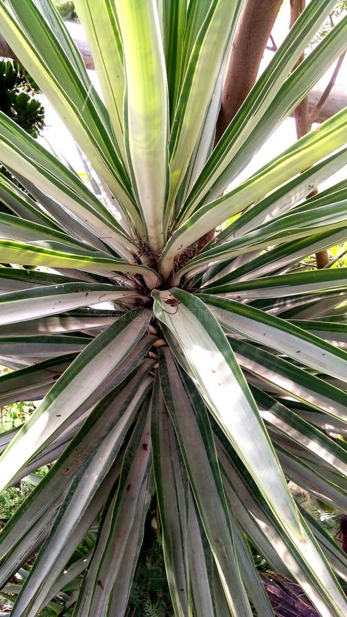 Agave Angustifolia Thorns, Which are Beautiful in Places Stock Photo ...