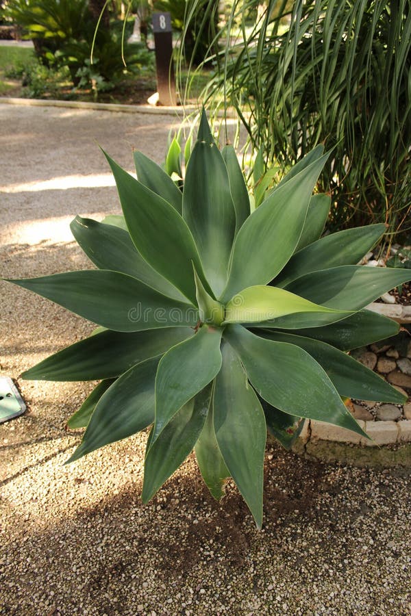 Agave Attenuata Plant in the Garden Stock Photo - Image of heal, macro ...