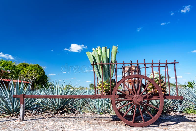 Agave bleu sur un chariot photos libres de droits Agave bleu sur un chariot photos libres de droits