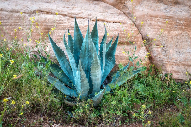 Agave with blue leaves stock image. Image of beautiful 271969621