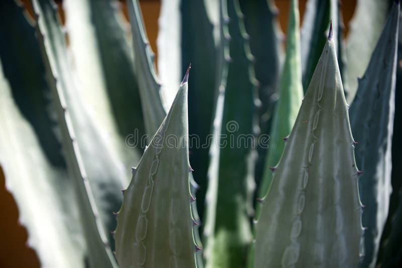 Agave, cactus backdround, cacti or cactaceae pattern. royalty free stock photos