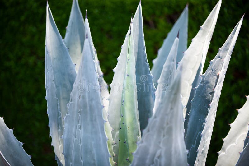 Agave, cactus backdround, cacti or cactaceae pattern. royalty free stock image