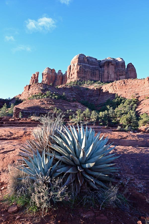Agave on Cathedral Rock Trail Near Sedona, Arizona. Stock Photo - Image ...