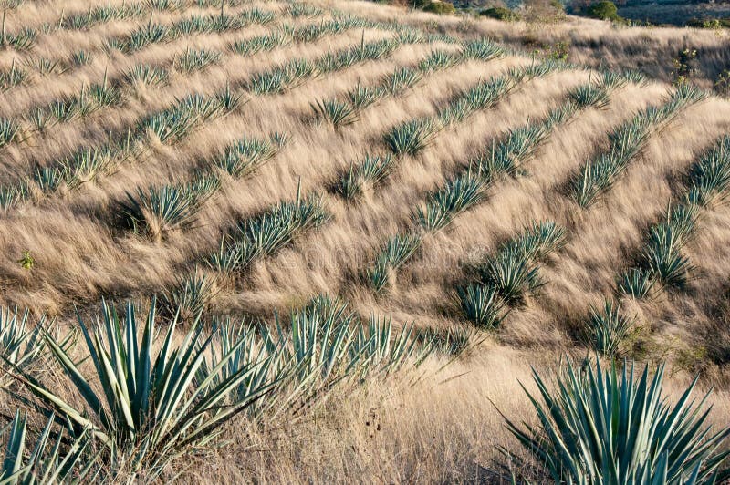 Agave Field in Tequila, Mexico Stock Photo Image of america, plant