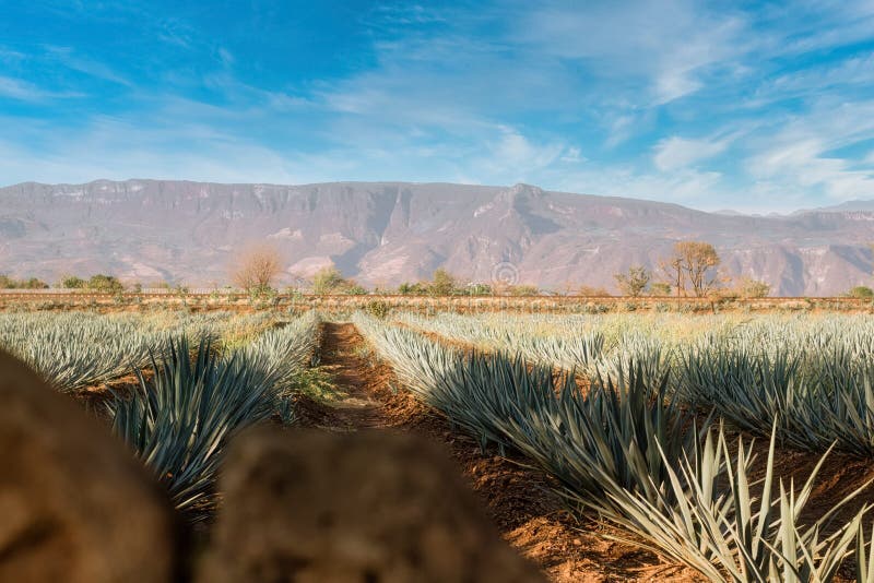 Agave Field for Tequila Production, Jalisco, Mexico Stock Photo Image