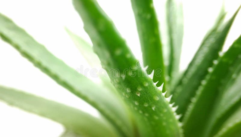 Agave green plant isolated on white background close-up royalty free stock images Agave green plant isolated on white background close-up royalty free stock images