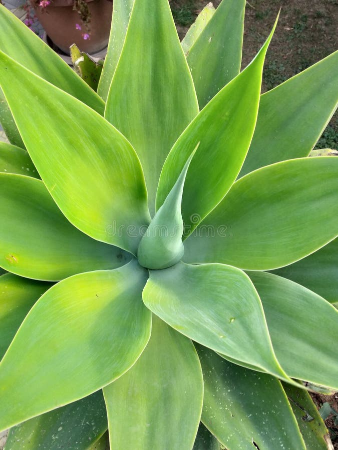 Agave-ornamental plants in hot/dry climates