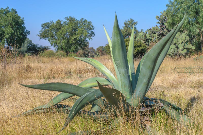 MIX Varietà AGAVE, Pianta Rara Giardino Esotico Deserto Paesaggio - Foto 5