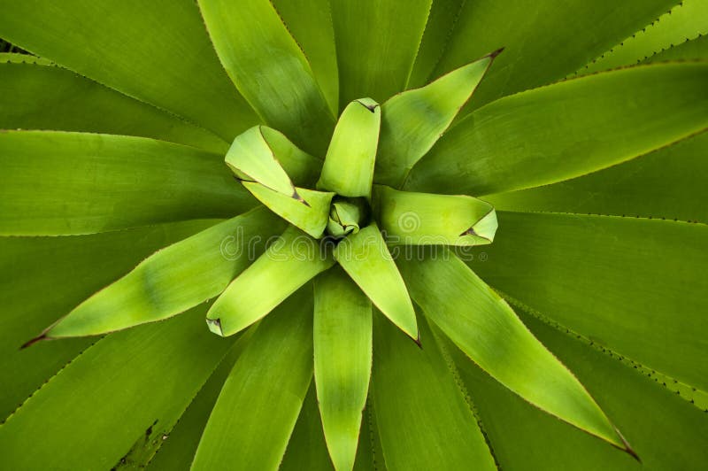 Agave plant