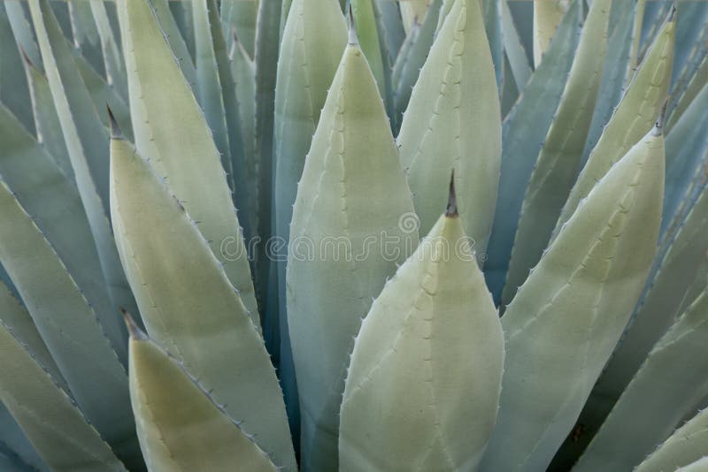 Agave plant