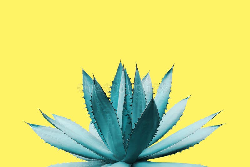 Agave Plant in Blue Tone Color on Yellow Background Colorful Design Image royalty free illustration Agave Plant in Blue Tone Color on Yellow Background Colorful Design Image royalty free illustration