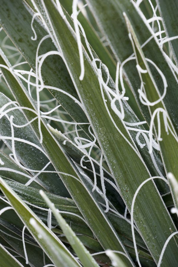 Abstract agave covered with frost
