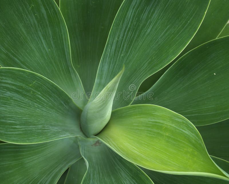 Agave Plant stock image. Image of tequila, leaves, edible 55539585