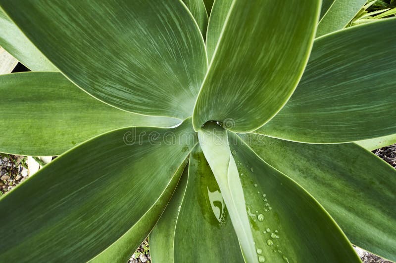 Agave plant leaves royalty free stock image