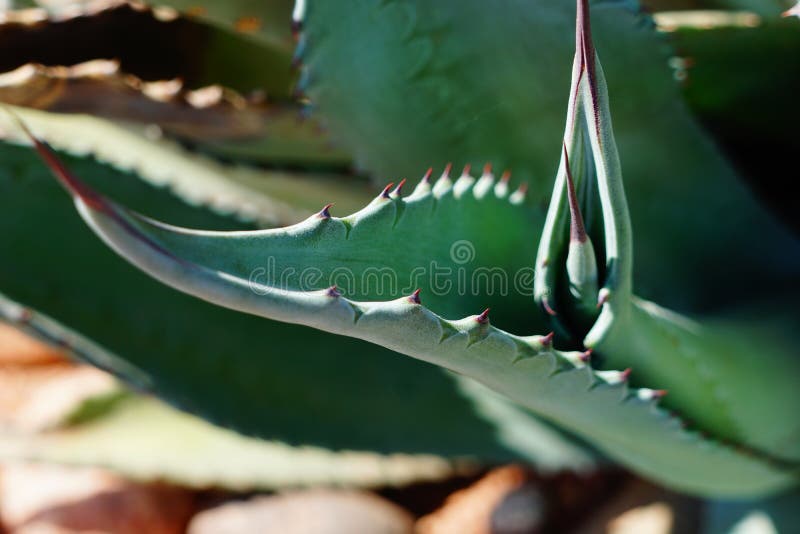 Agave plant thorns stock image. Image of agave, cactus 96034447