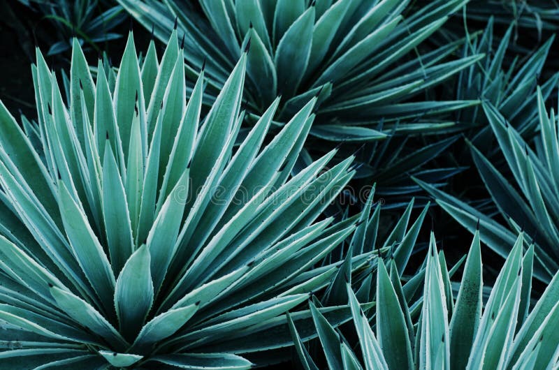 Prickly pals on pink  agave HD phone wallpaper  Pxfuel