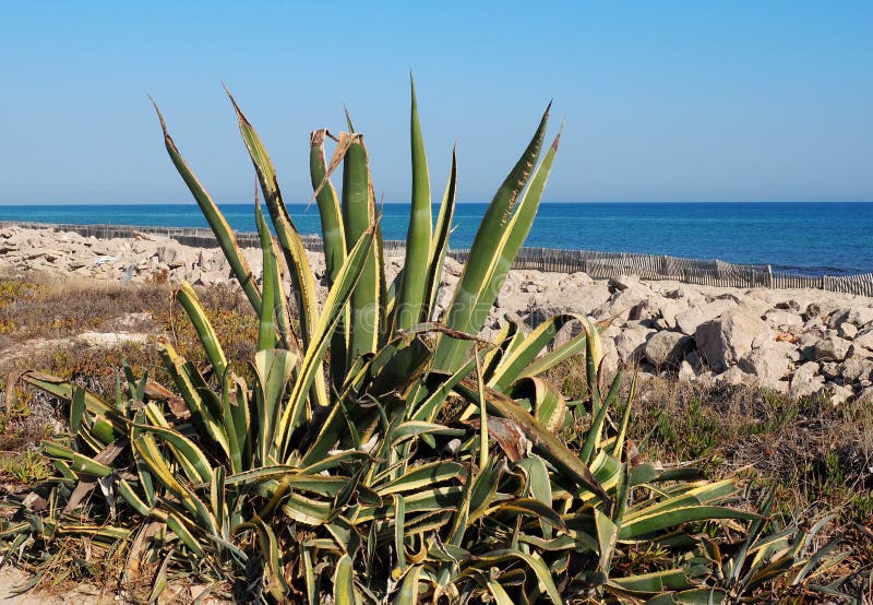 Agave referente à cultura norte-americana ou planta de século Ilha Barreta Portugal imagens de stock Agave referente à cultura norte-americana ou planta de século Ilha Barreta Portugal imagens de stock