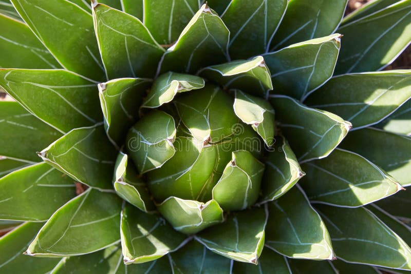 Agave regina plant, high angle view background in sunlight stock images