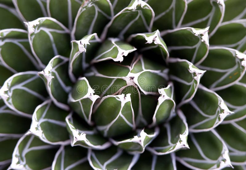 Agave succulent plant. ' nature greenery botany botanical background detail concept '. overhead top view shot met macro