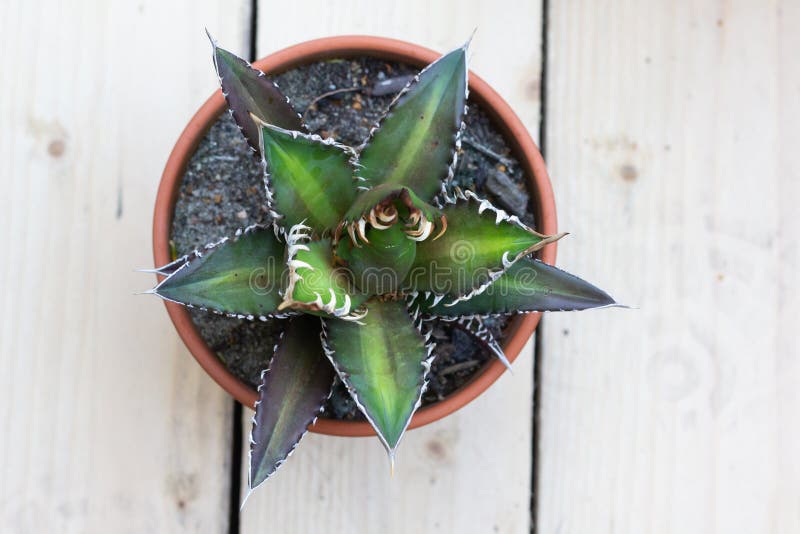 Agave Titanota Cv Red Catweazle Stock Image - Image of background