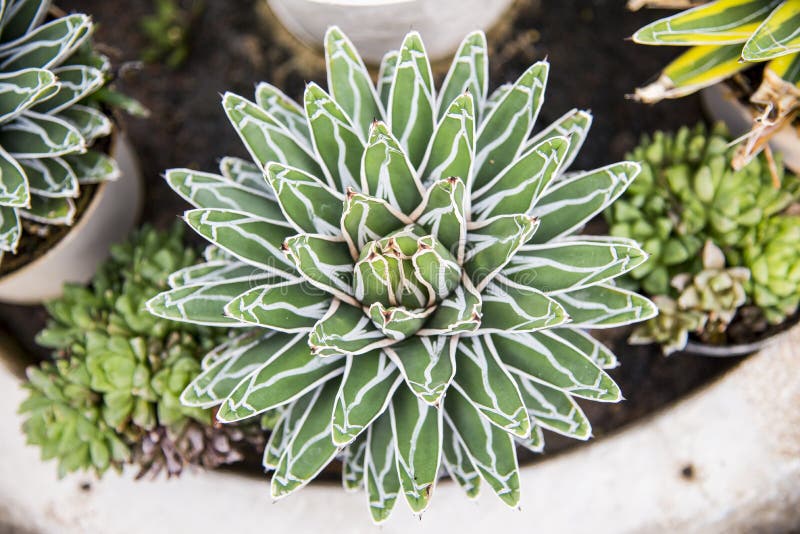 The Agave victoria reginae cactus2 stock photography