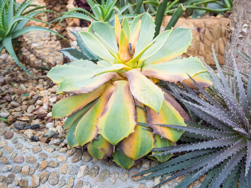 Agave victoriae plant royalty free stock image