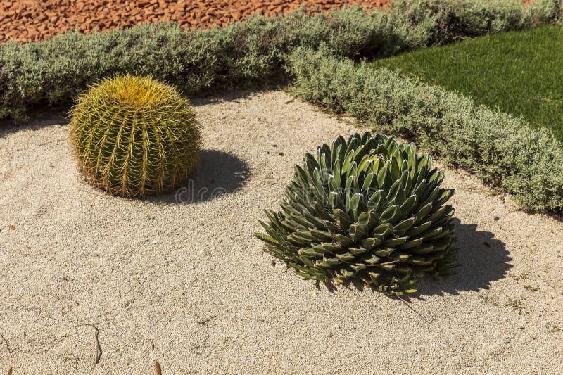 Agave Victoriae-Reginae and Succulents in Sand royalty free stock photography