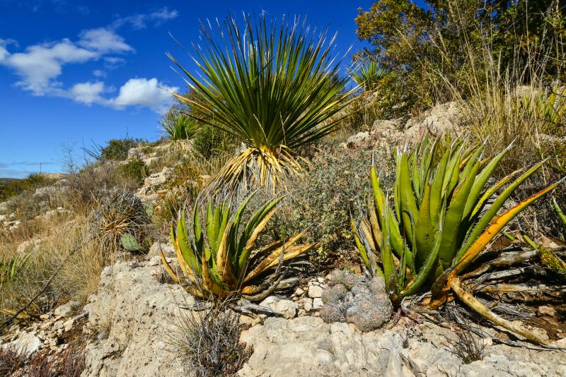 Agave, yucca, cacti and desert plants in a mountain valley landscape in New Mexico