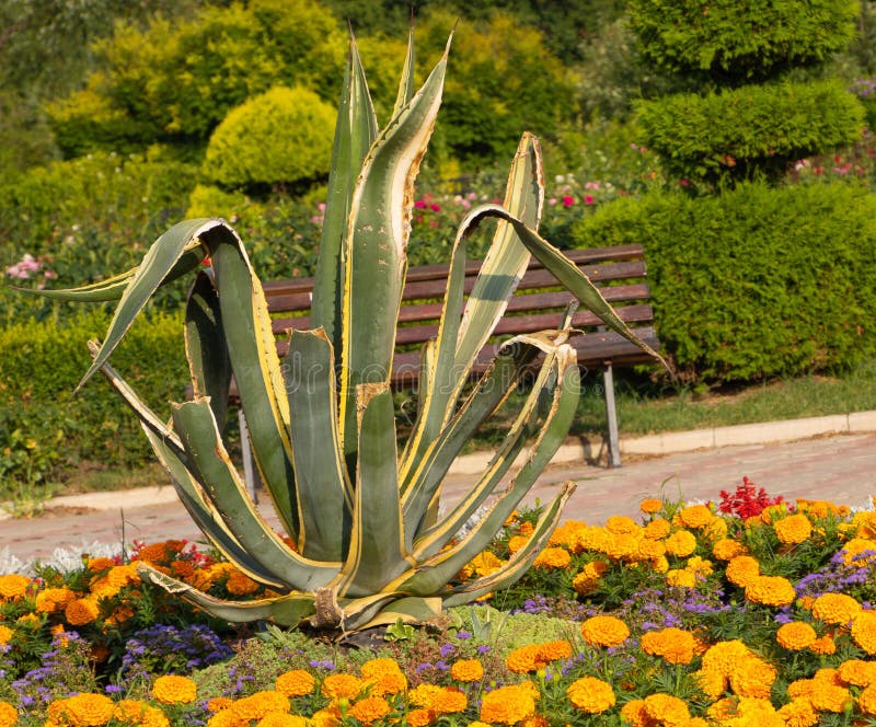 Agavo hermoso y grande, alrededor de él muchas flores amarillas fotografía de archivo libre de regalías Agavo hermoso y grande, alrededor de él muchas flores amarillas fotografía de archivo libre de regalías