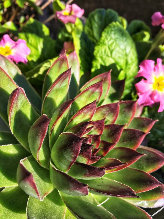 Красивые суккулентные agavoides echeveria стоковое фото Красивые суккулентные agavoides echeveria стоковое фото