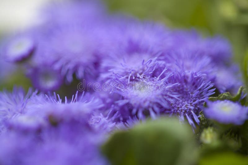 ageratum, ageratum violet, plantes en pot dans le bac noir 7142900 Photo de  stock chez Vecteezy