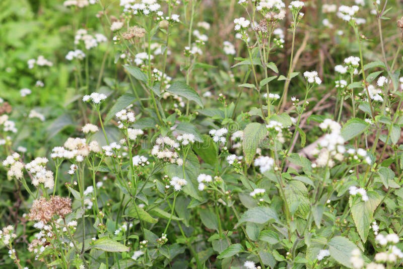 Ageratum conyzoides Flower Blooming.This billygoat-weed, chick weed, goatweed, whiteweed is native to Tropical America