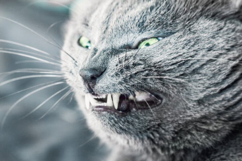 Aggression cat grin stock photo. Image of cats, feline 69459478