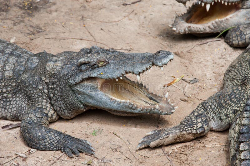 Aggressiv krokodil