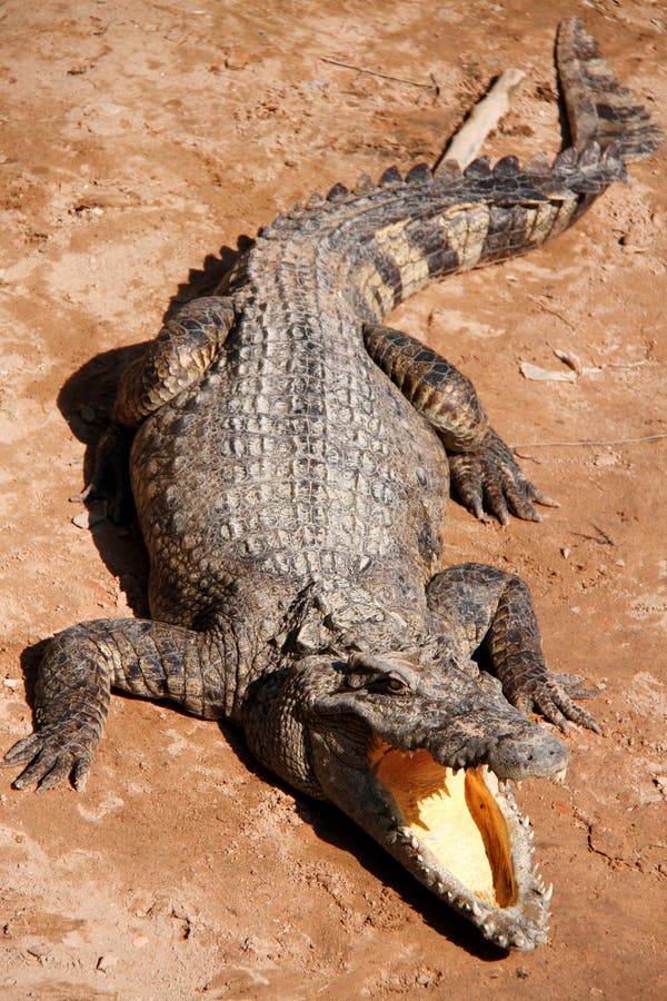 aggressiv krokodil