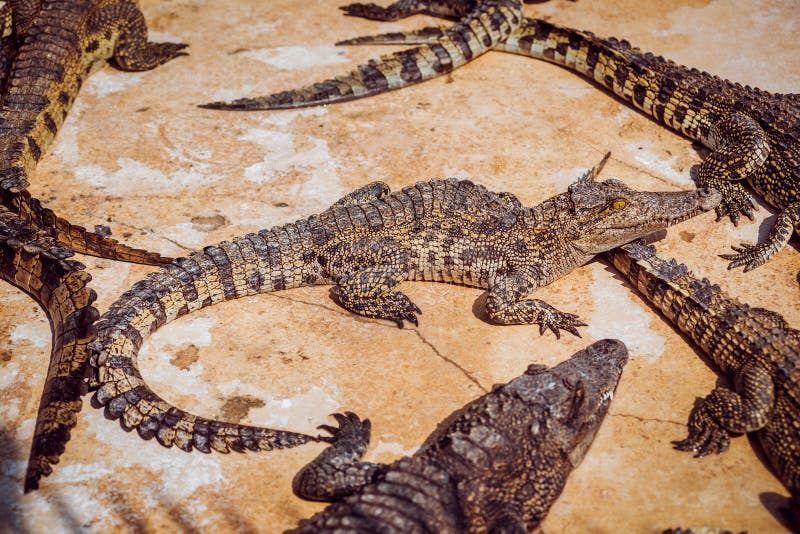 Aggressiv krokodil. alligatorer på sändarbänken.