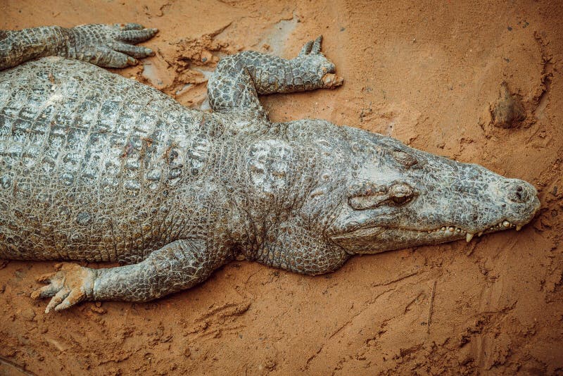 Aggressiv krokodil. alligatorer på sändarbänken.