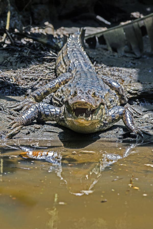 Aggressiv krokodil i Tortuguero - Costa Rica