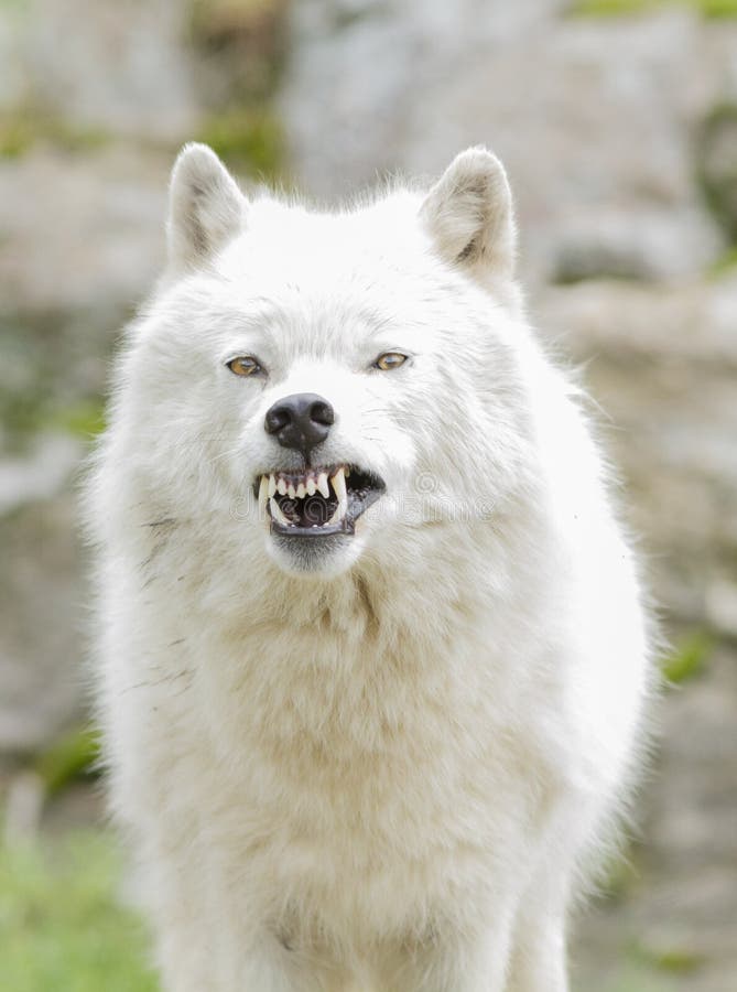Aggressive Arctic wolf stock image. Image of alfa, hair 31419869