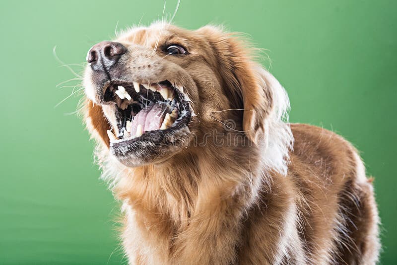 snarling golden retriever