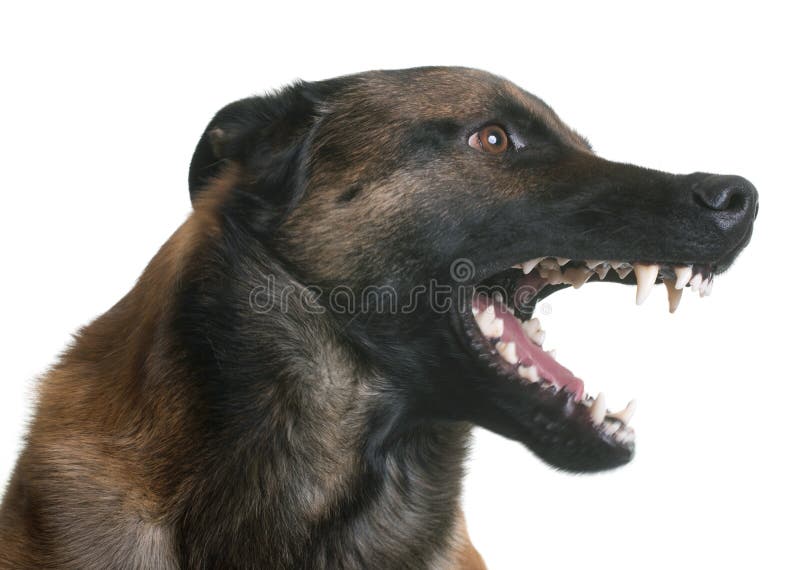 Aggressive Belgische Schäfer Malinois Stockbild Bild von belgische