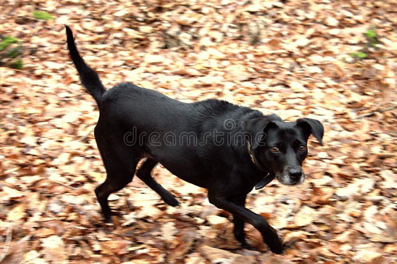 Aggressive, black, angry dog. royalty free stock photography Aggressive, black, angry dog. royalty free stock photography