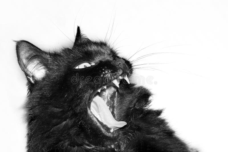 Aggressive black cat