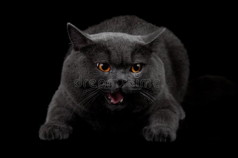 Aggressive Black Cat In Dark Room Royalty Free Stock Photos - Image