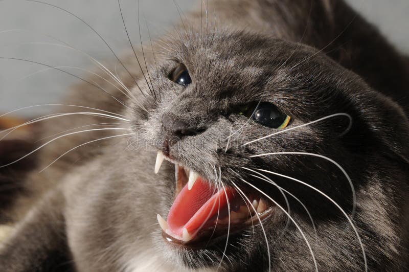 Aggressivo gatto grigio sembra aprire denti.