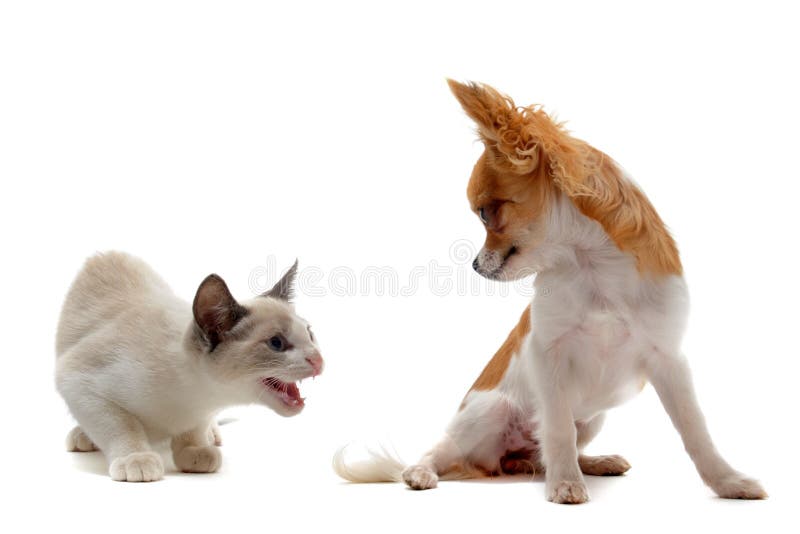 Aggressive cat and chihuahua stock image